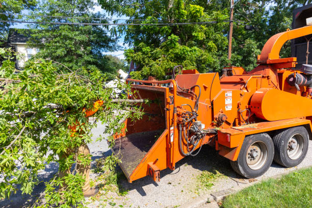 Best Tree Removal Near Me  in Elkhorn, CA